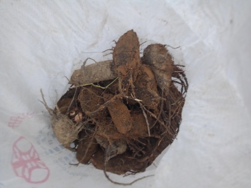 紫茉莉根，入地老鼠。钻地老鼠。