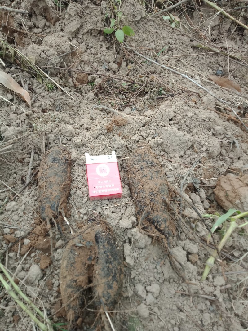 紫茉莉根，入地老鼠。钻地老鼠。