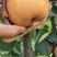 安徽山东河南秋月梨树苗，金果梨树苗，9月初成熟，