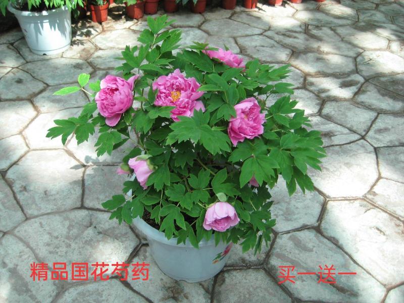 精品芍药花，盆栽地栽适宜南北方庭院户外阳台种植