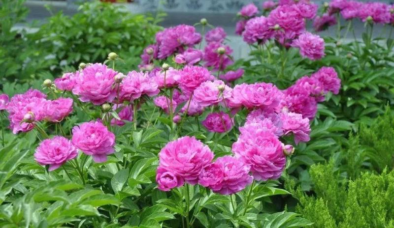 精品芍药花，盆栽地栽适宜南北方庭院户外阳台种植
