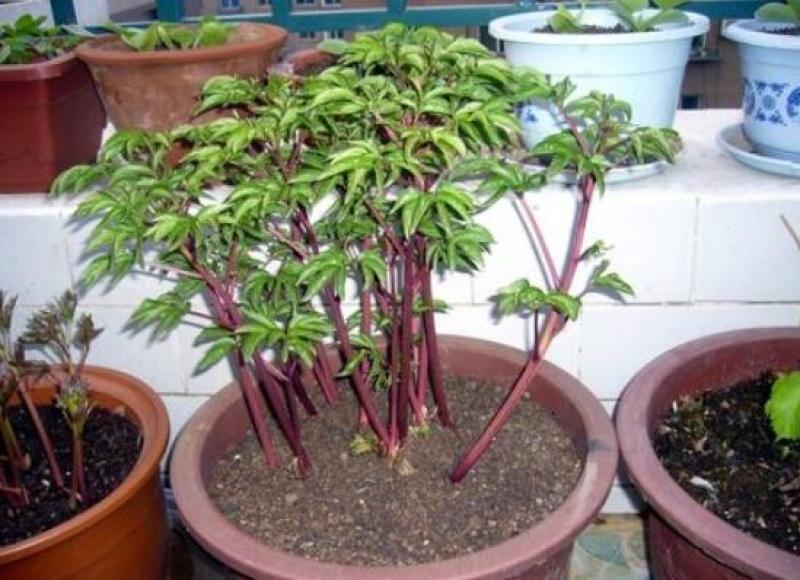 精品芍药花，盆栽地栽适宜南北方庭院户外阳台种植