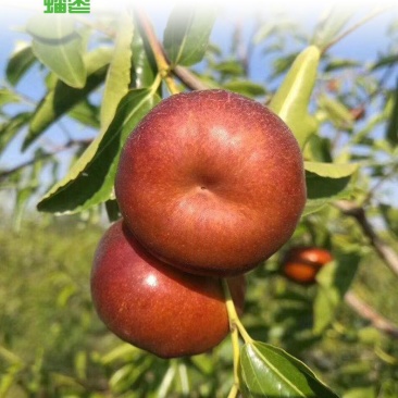 蟠枣苗南北方种植推荐