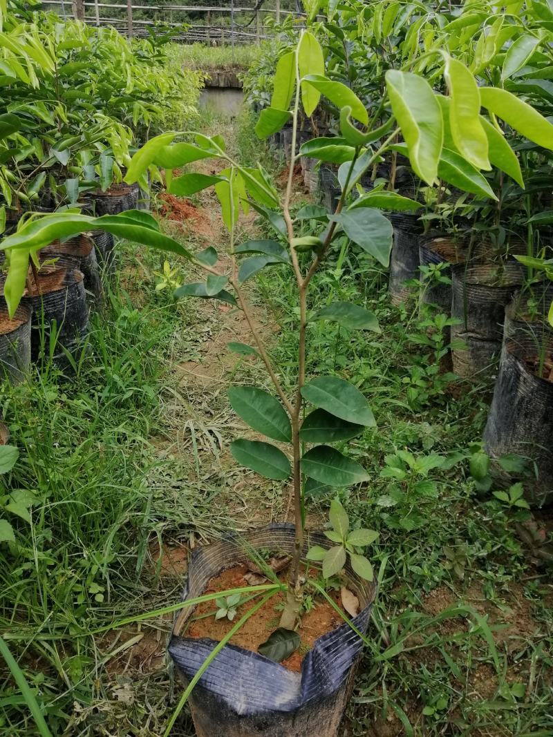沉香木沉香绿奇楠苗大杯苗生长快，产量高，选好品种