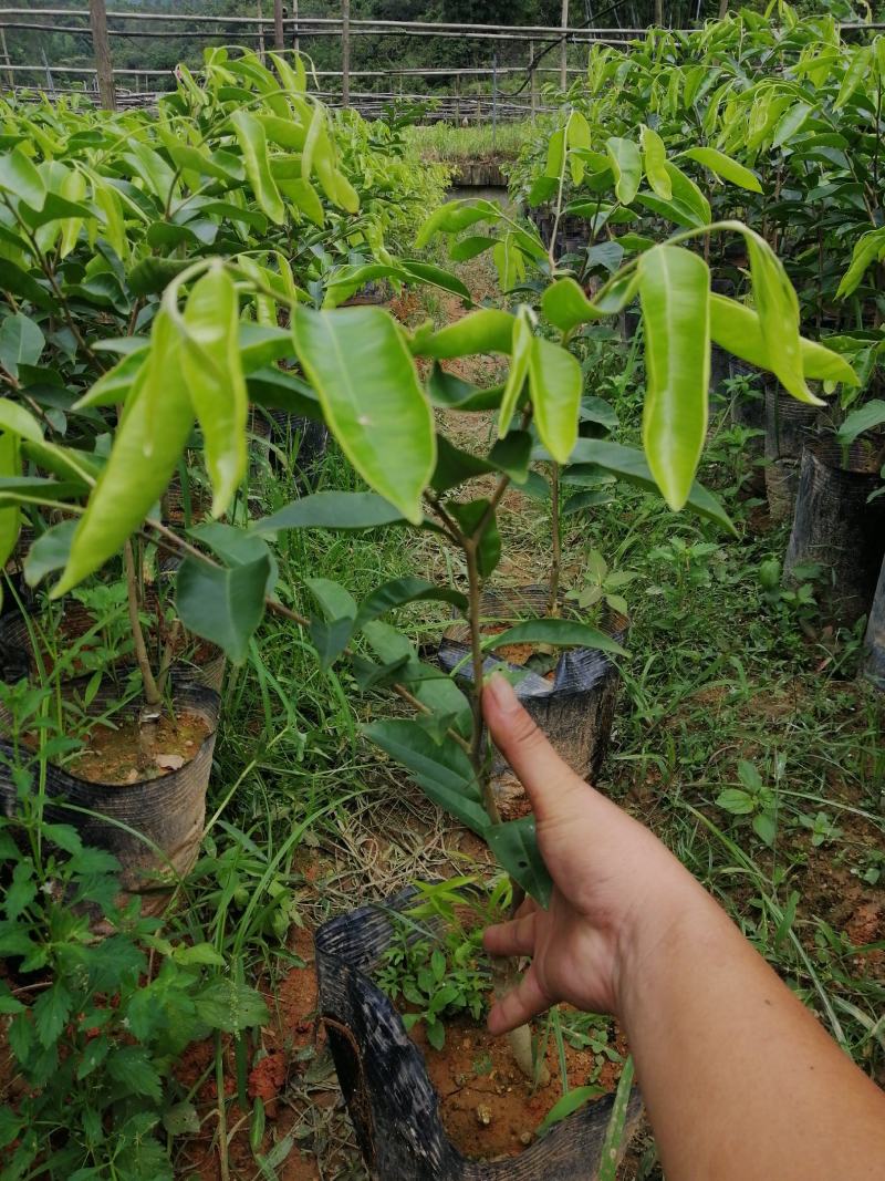 沉香木沉香绿奇楠苗大杯苗生长快，产量高，选好品种