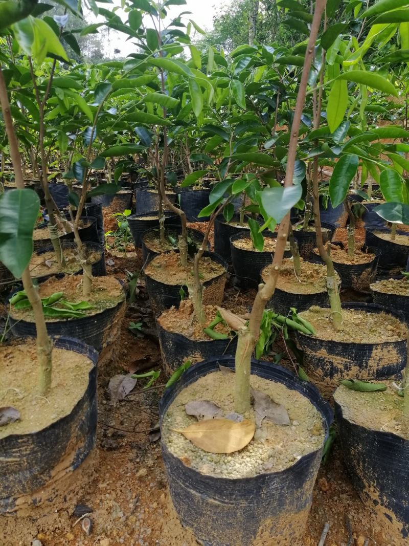 沉香木沉香绿奇楠苗大杯苗生长快，产量高，选好品种