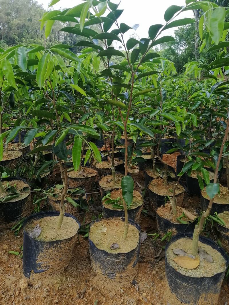 沉香木沉香绿奇楠苗大杯苗生长快，产量高，选好品种