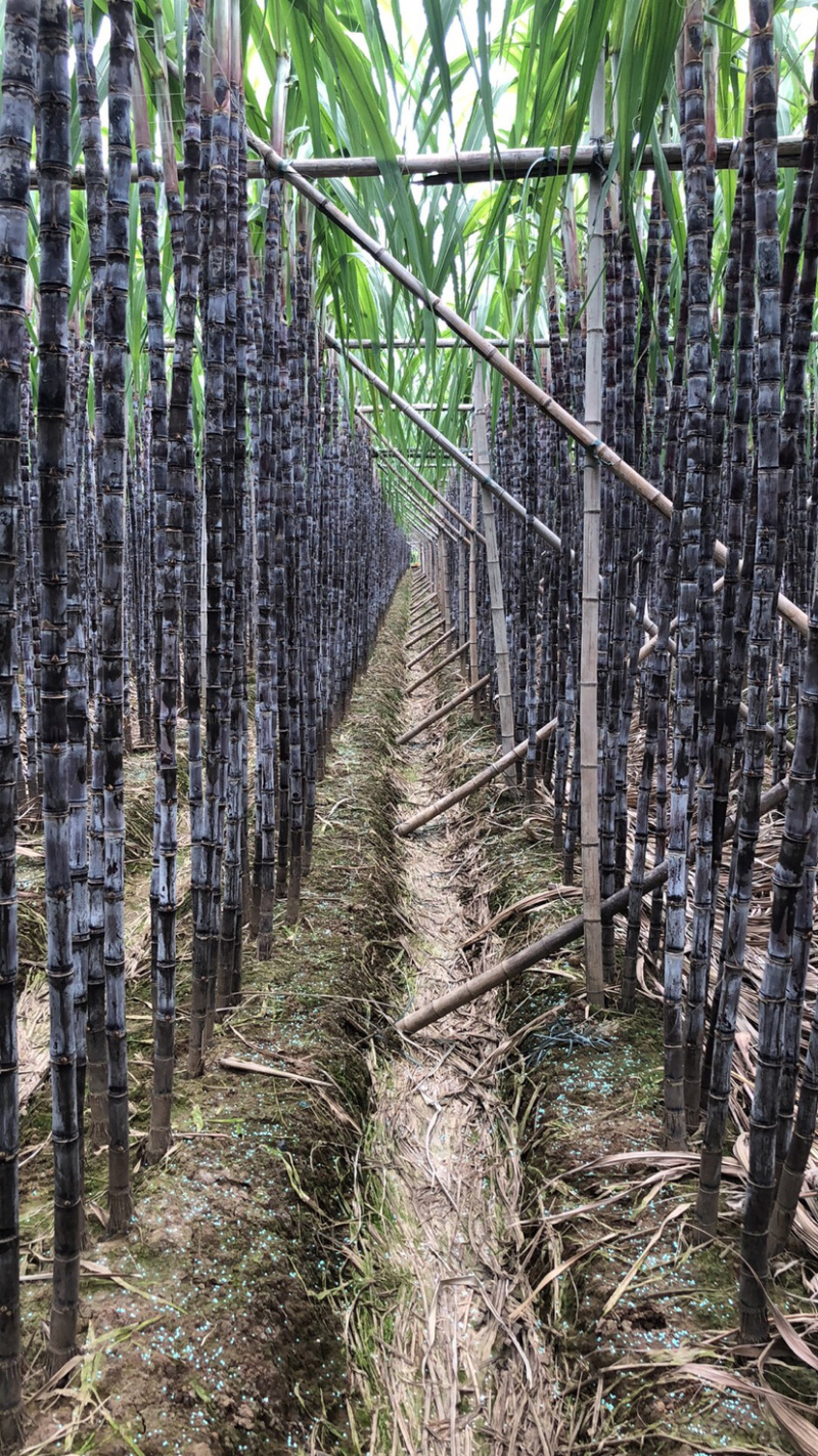 南沙区种植基地黑皮甘蔗
