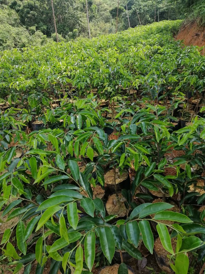 沉香木沉香绿奇楠苗大杯苗生长快，产量高，选好品种