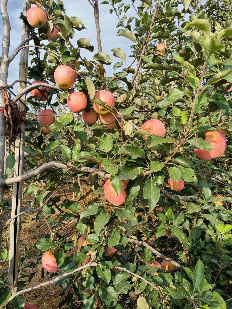 山东优质纸袋红富士苹果种植基地产地批发