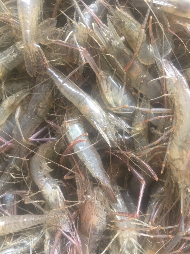 湖北省潜江市清水河虾，味道鲜美，30斤起批欢迎各位老板下单