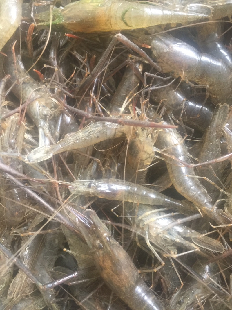 湖北省潜江市清水河虾，味道鲜美，30斤起批欢迎各位老板下单