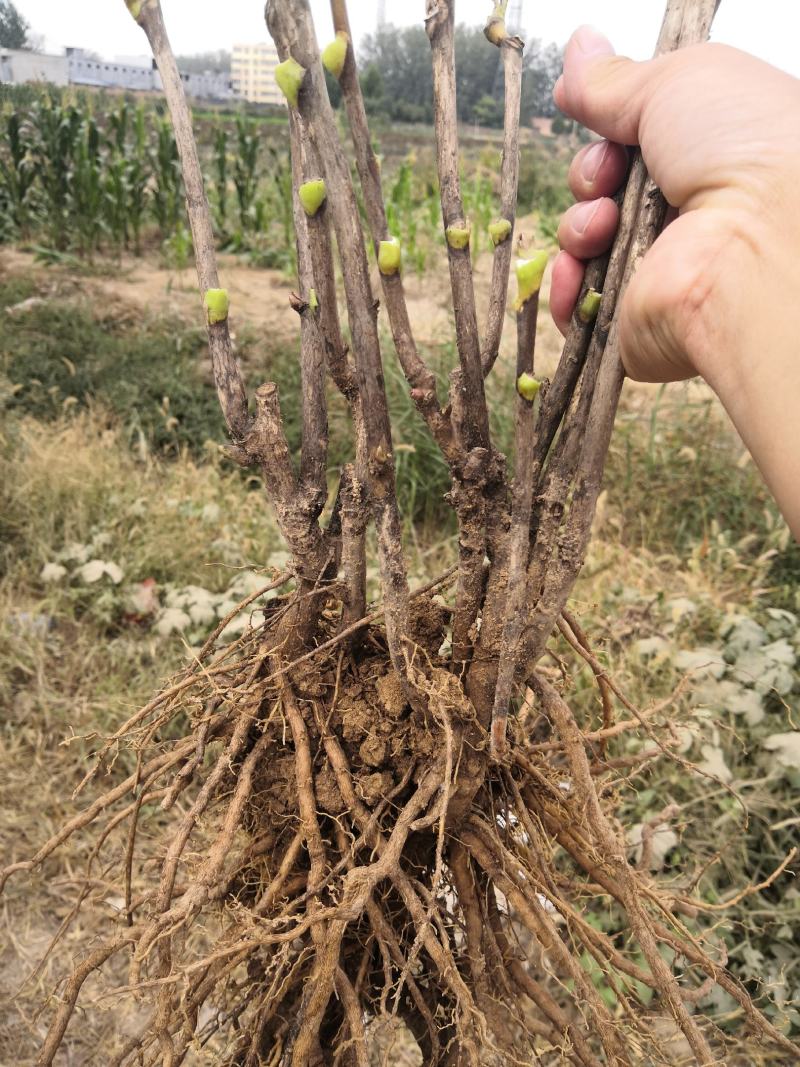 黑豹牡丹苗，基地直销，一手货源！量大从优！