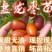盘龙枣龙须枣树苗保品种保质量基地现挖现发可视频看货