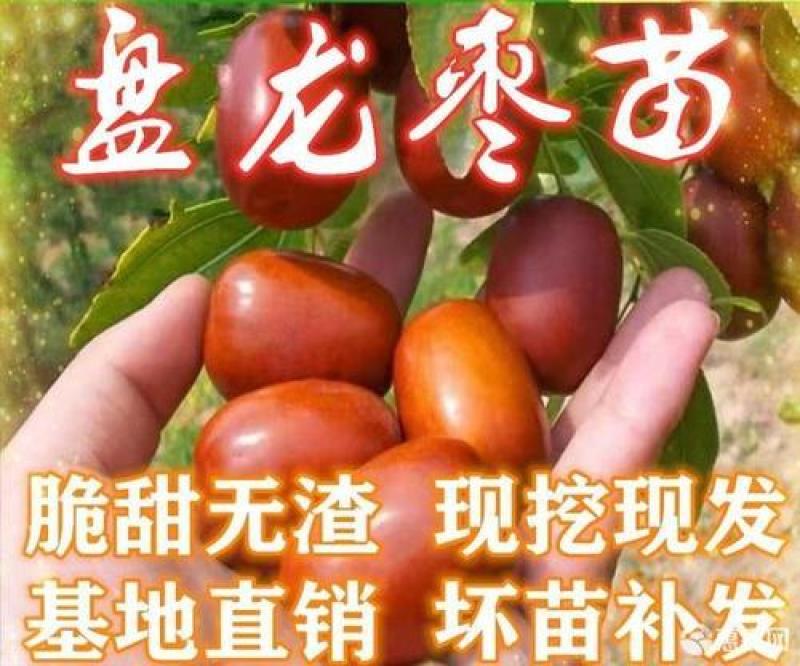 盘龙枣龙须枣树苗保品种保质量基地现挖现发可视频看货