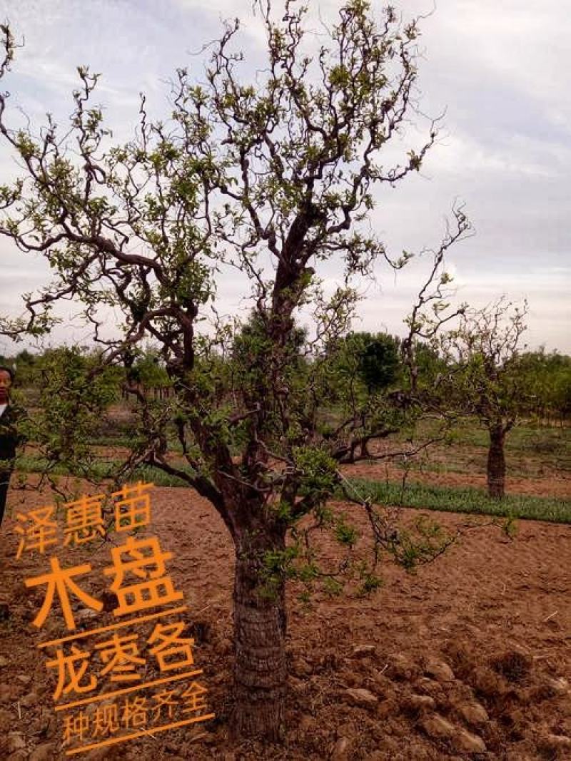 盘龙枣龙须枣树苗保品种保质量基地现挖现发可视频看货