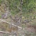 盘龙枣龙须枣树苗保品种保质量基地现挖现发可视频看货