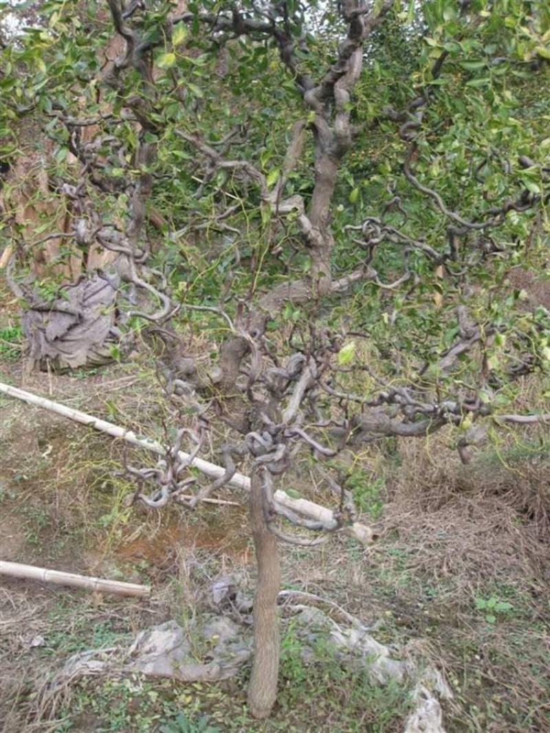 盘龙枣龙须枣树苗保品种保质量基地现挖现发可视频看货
