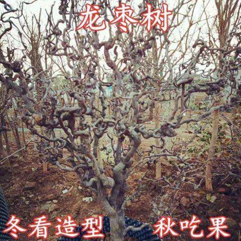 盘龙枣龙须枣树苗保品种保质量基地现挖现发可视频看货