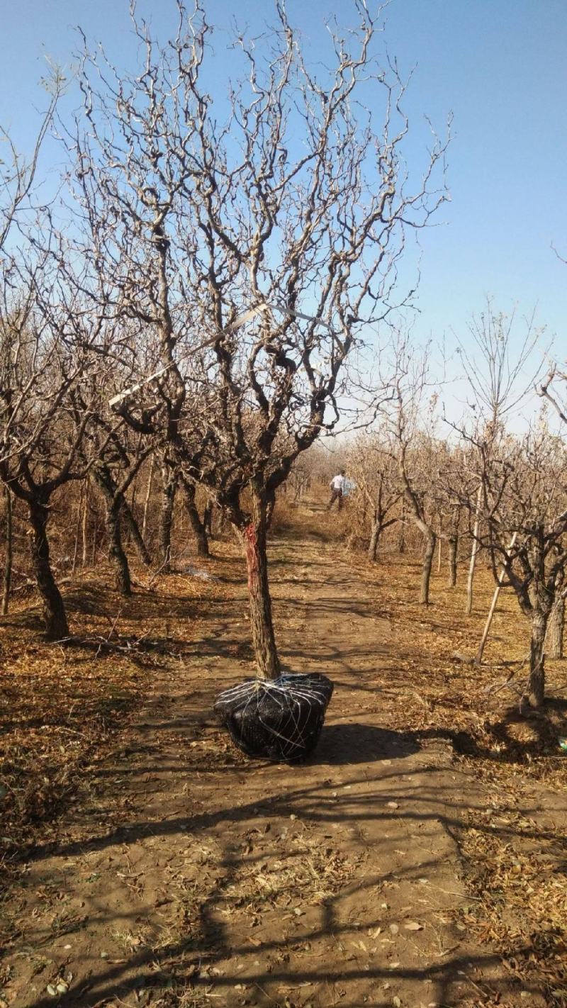 盘龙枣龙须枣树苗保品种保质量基地现挖现发可视频看货