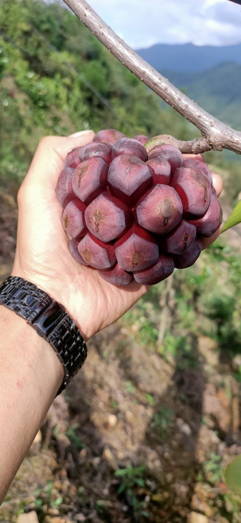 贵州高原红黑老虎基地直销
