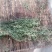 云南野生中药材【白花蛇舌草】大量供应中，欢迎下单