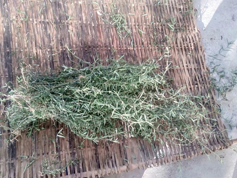 云南野生中药材【白花蛇舌草】大量供应中，欢迎下单