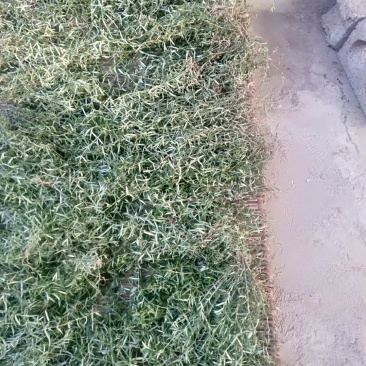 云南野生中药材【白花蛇舌草】大量供应中，欢迎下单