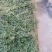 云南野生中药材【白花蛇舌草】大量供应中，欢迎下单