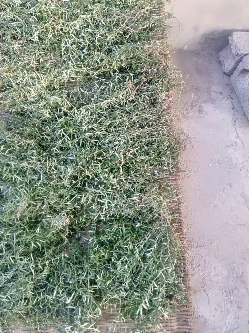 云南野生中药材【白花蛇舌草】大量供应中，欢迎下单