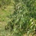 本人种植薏米200亩新货出货
