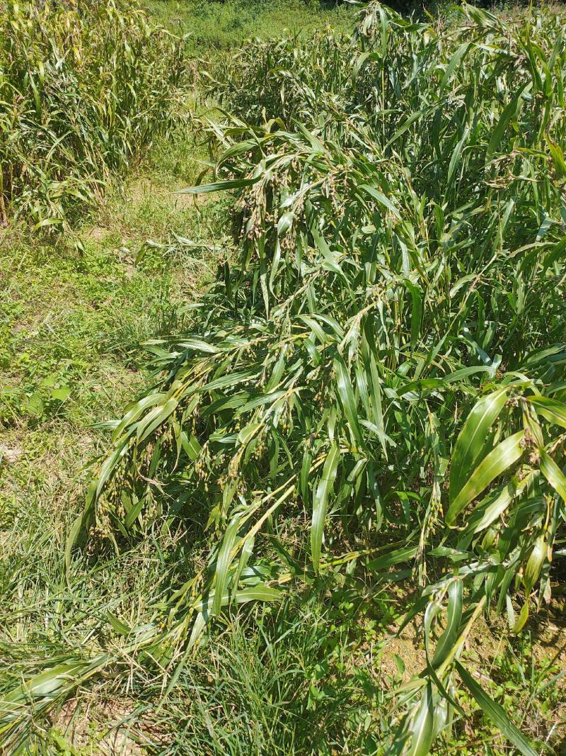 本人种植薏米200亩新货出货