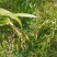 本人种植薏米200亩新货出货