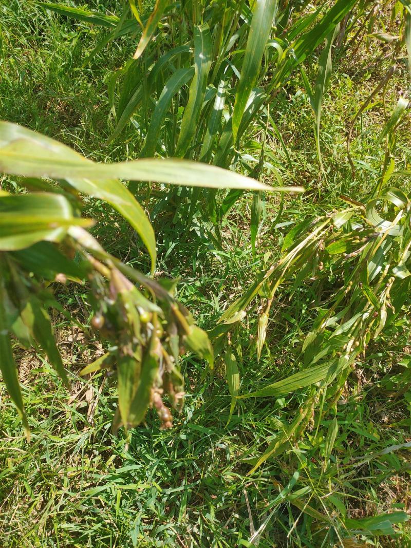 本人种植薏米200亩新货出货