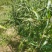 本人种植薏米200亩新货出货