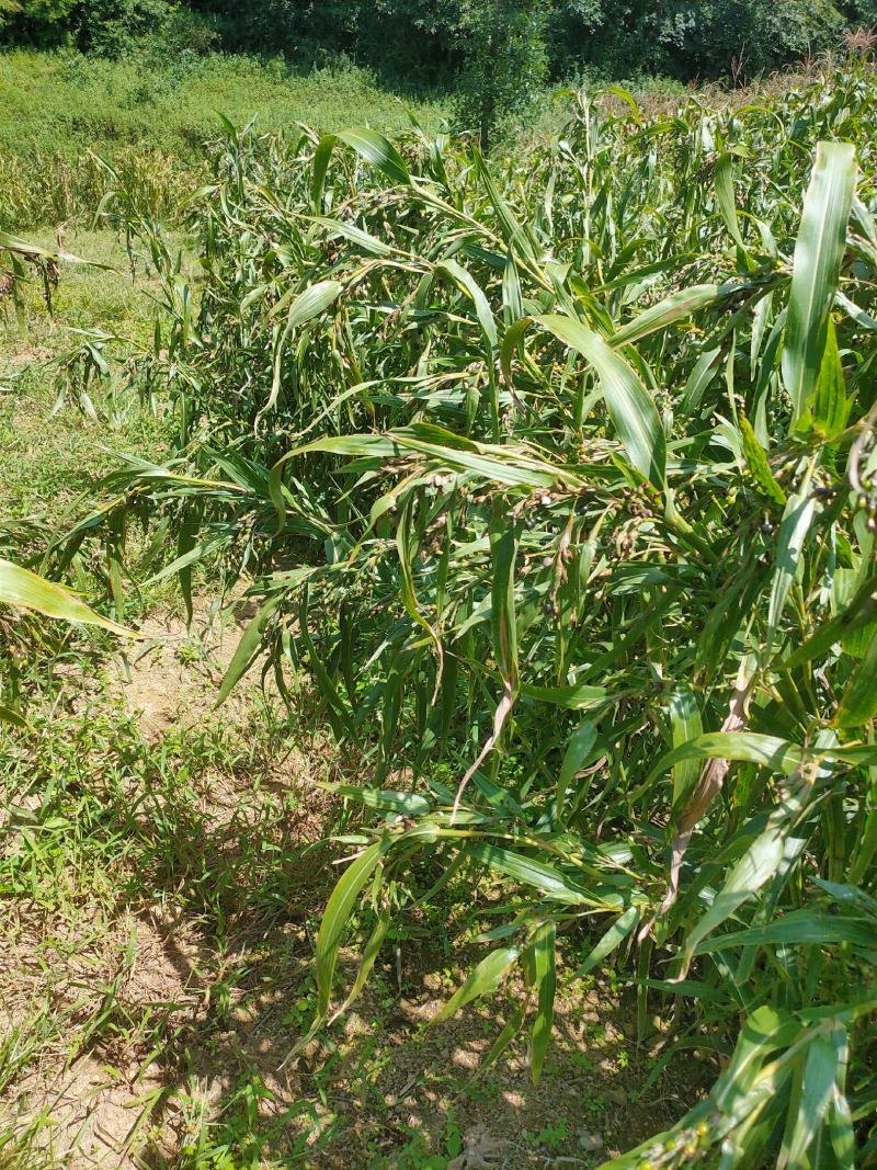 本人种植薏米200亩新货出货