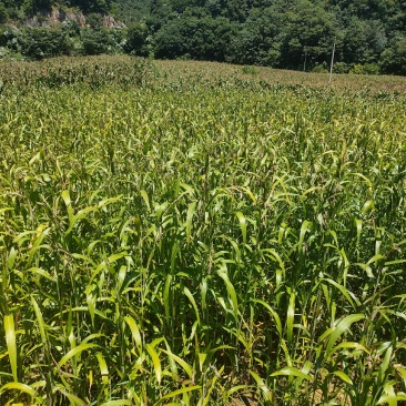 本人种植薏米200亩新货出货