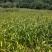 本人种植薏米200亩新货出货