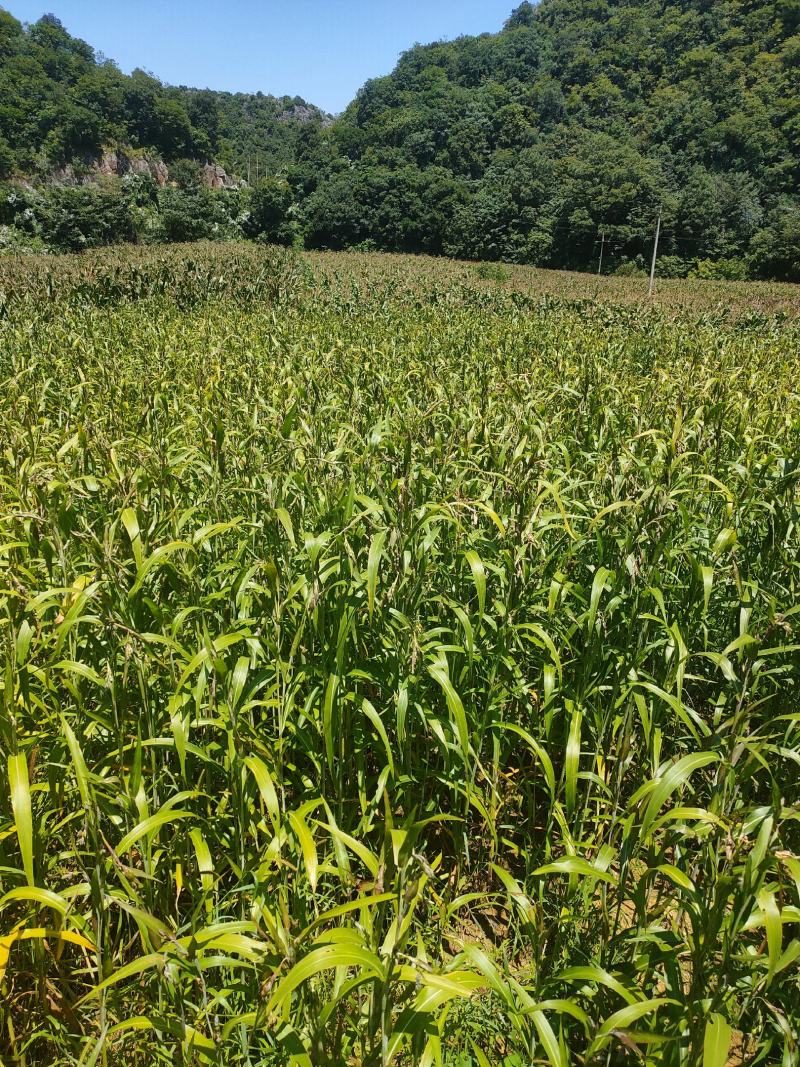 本人种植薏米200亩新货出货