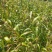 本人种植薏米200亩新货出货