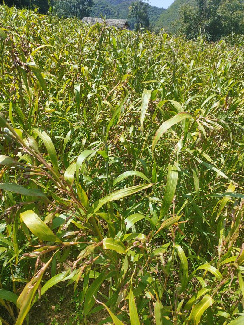 本人种植薏米200亩新货出货