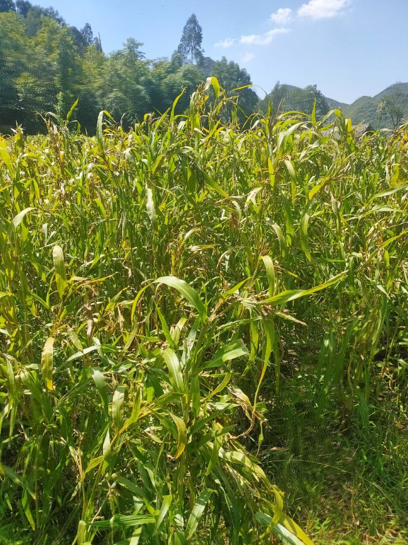 本人种植薏米200亩新货出货