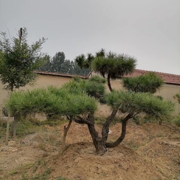 景品造型松瑞钰园林基地