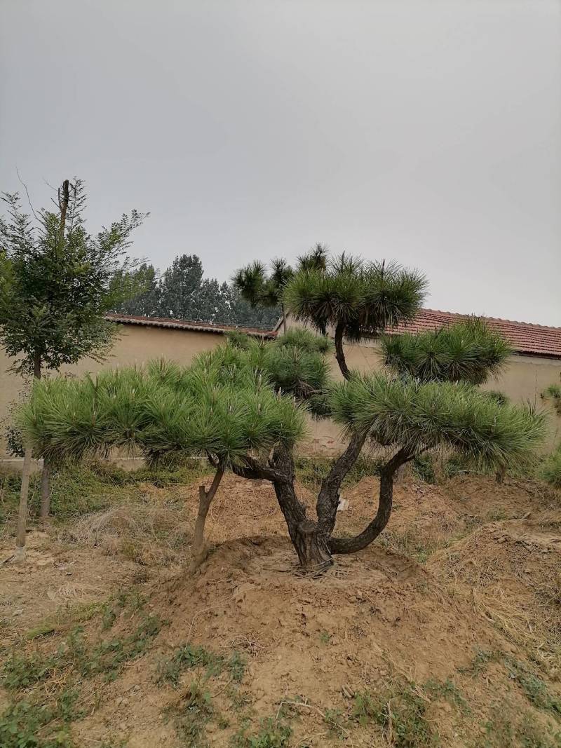 景品造型松瑞钰园林基地