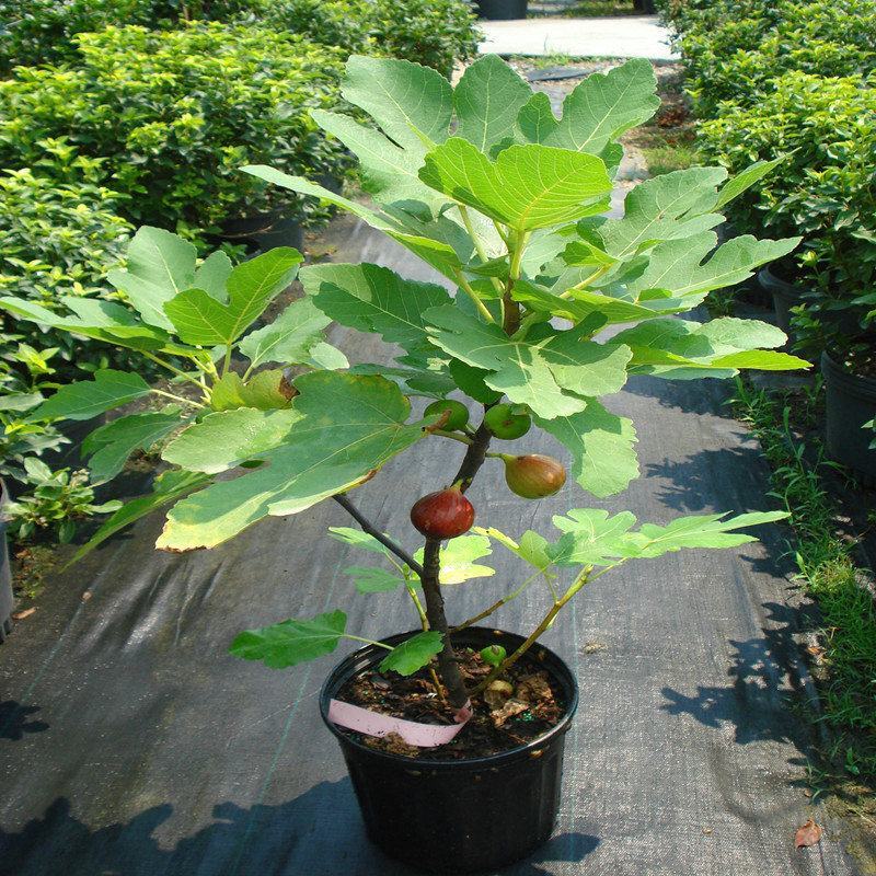 有好货无花果波姬红青皮布兰瑞克砂糖金傲芬