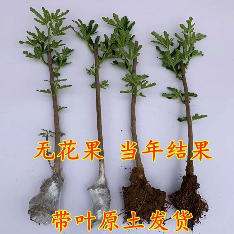 有好货无花果波姬红青皮布兰瑞克砂糖金傲芬