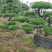 黑松精品火爆造型黑松，黑松盆景，日本黑松，异形黑松