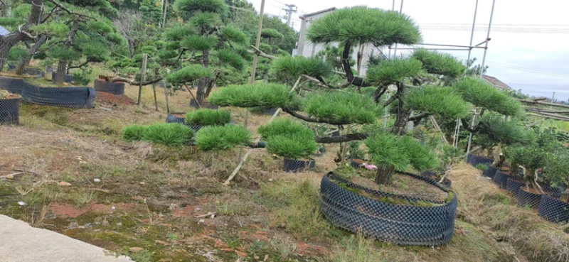 黑松精品火爆造型黑松，黑松盆景，日本黑松，异形黑松