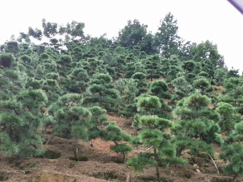 黑松精品火爆造型黑松，黑松盆景，日本黑松，异形黑松