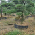 黑松精品火爆造型黑松，黑松盆景，日本黑松，异形黑松